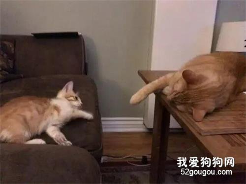 小貓貼著玻璃向店貓求助，后來還俘獲了貓大哥的心被收編！