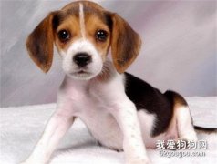比格犬怎么美容 比格犬美容步驟流程