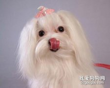 馬爾濟斯犬毛發怎么打理?