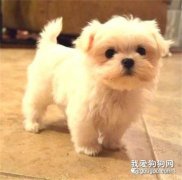 馬爾濟斯犬不能吃什么 馬爾濟斯犬不能吃的食物大全