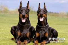 杜賓犬怎么美容 德國杜賓犬美容方法