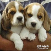 比格犬幼犬斷奶后怎么喂養?