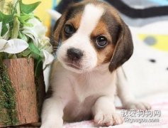 比格犬怎么梳毛 米格魯獵兔犬毛發梳理方法