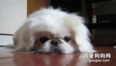 京巴犬发烧吃什么药 北京犬发烧治疗方法