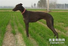 中國細犬注射疫苗不良反應解決方法