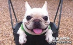 法斗嘔吐怎么治療 法國斗牛犬嘔吐治療方法