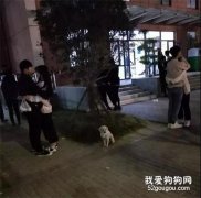 狗子在寒風中瑟瑟發抖，路人們居然還做這種事，太慘了！