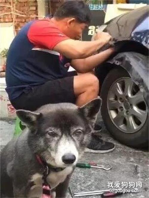 咬壞鄰居家車后，狗砸一臉愧疚的樣子，讓網友都心疼了！