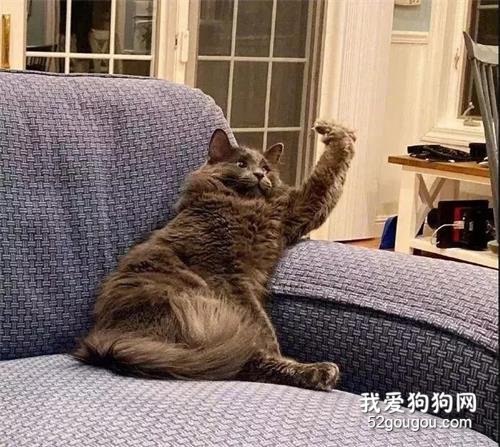 貓咪無聊擺出這個動作，主人驚呆：這TM還是貓？