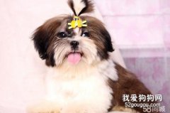 如何選購西施犬?選購西施犬應注意哪些事項?