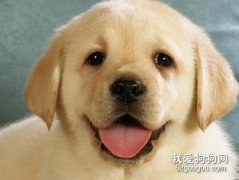造成狗狗嘴巴臭的原因有哪些？應該如何來預防狗狗口臭？
