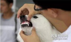 狗狗洗牙需要注意的那些事兒？