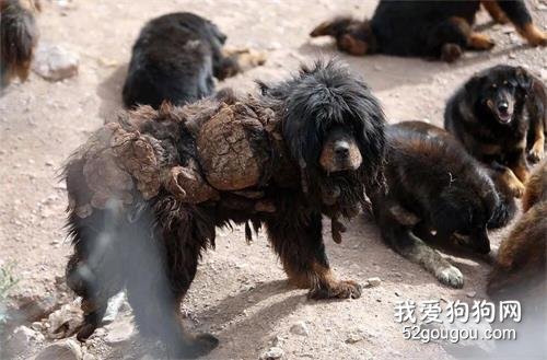 這種狗曾經是中國最貴的狗，如今卻連流浪狗都不如……