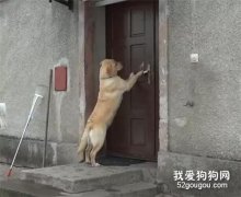 聽說會按門鈴的狗最懂事？快看看你家狗子學會了沒
