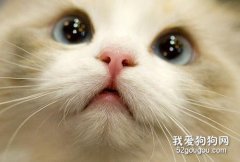 貓咪嘴巴發黃是什么原因你知道嗎？