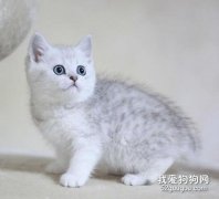 貓咪嘴邊上長口瘡 按照這兩個方法試試吧
