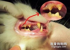 猫咪牙周炎症状和治疗
