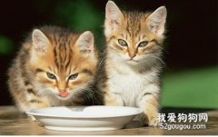 貓咪嘴里面有黑斑 多補充維生素吧