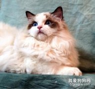 布偶貓是哪產的 布偶貓性格怎么樣？