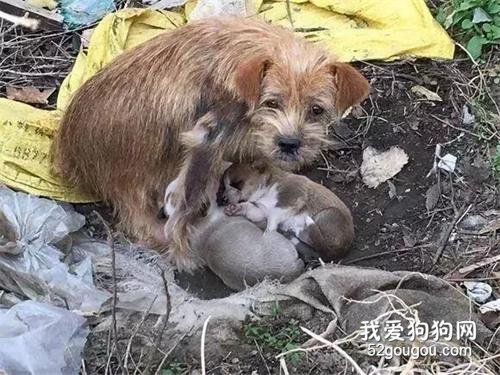 流浪狗媽媽為了孩子不被凍死，含淚祈求路人收留寶寶！