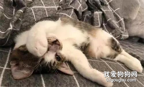 嫌流浪貓又丑又臭，同事不肯收養，結果兩個月后被貓咪顏值征服了