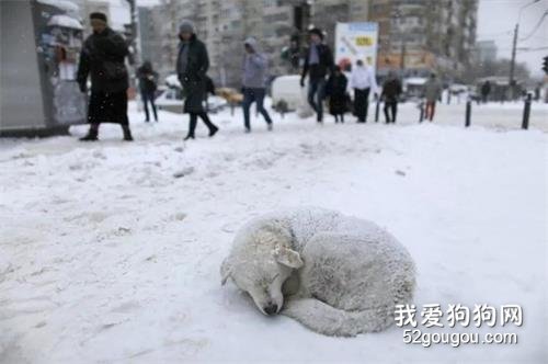 冬天，如果有流浪狗趴在路上擋住了你，就給它讓讓路吧…