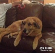愛犬去世第二天，狗碗里竟多出這個東西...