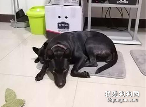 小狗偷尿尿準備被訓斥時，它竟然找來狗媽媽撐腰，太聰明了！