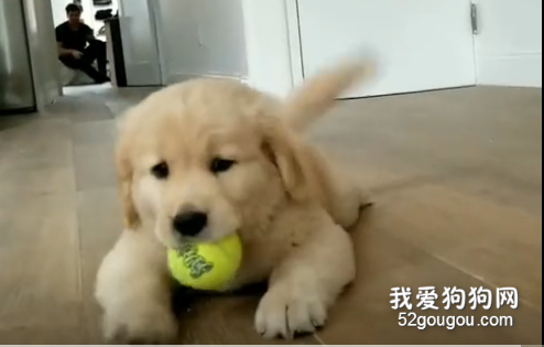 金毛小奶狗，怎么吸都吸不膩！