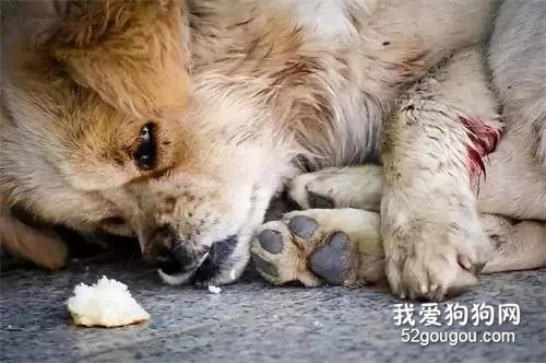 冬天的流浪狗為什么會越來越少？知道原因的我哭了