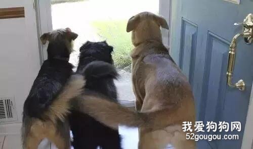 狗狗搖尾巴都有哪些含義呢？