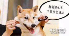 狗狗愛啃腳嗎？可能是疾病，一定多關注！