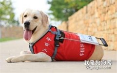 哪些狗狗適合做導盲犬？