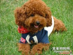 狗狗子宮蓄膿的原因、癥狀、診治方法