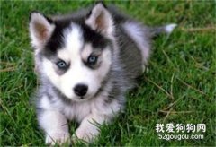 哈士奇狗狗為什么喜歡咬鞋子