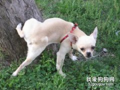 為什么狗狗散步的時候不停尿尿?
