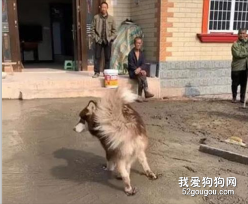 網友帶阿拉斯加到農村玩，不到5分鐘，他就氣瘋了：這狗是真的傻啊！