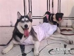 出門忘記帶手機，網友回家打開一看，竟多出20幾張二哈自拍照！