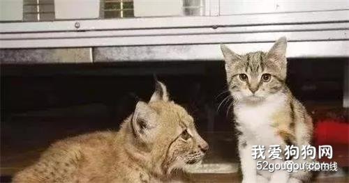 流浪貓誤入動物園，無路可走被本家親戚收留，互相陪伴11年