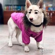 流浪狗被惡作劇畫眉毛，收容所幫洗澡發現：原來洗不掉！