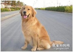 金毛在外面玩的太開心不愿意回家，2天后金毛離世，主人痛哭
