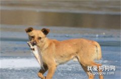 狗能不能吃生魚 寄生蟲真的太多了！