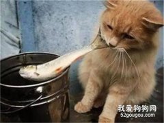 貓咪能吃生魚嗎 可能是導致寄生蟲的誘因