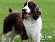 狗能不能用頭孢 藥物真的不要給狗狗亂喂了
