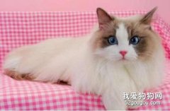 布偶貓的性格特點和飼養方法