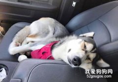 狗狗暈車的癥狀 狗狗暈車該如何緩解？
