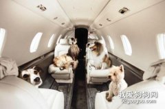 狗狗可以快遞的嗎 看完你就知道了