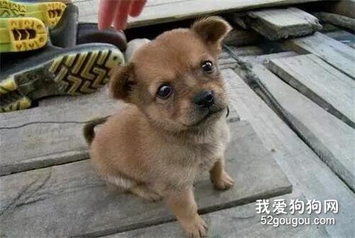我是中華田園犬，我很棒！