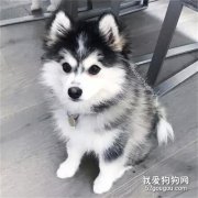 狗狗第一次“爆菊花”，這表情笑噴了.....