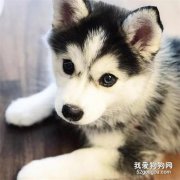人感冒會傳染給狗狗嗎?